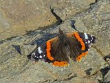 Natural History Red Admiral on Rock by Ian McRae : lakes13raw